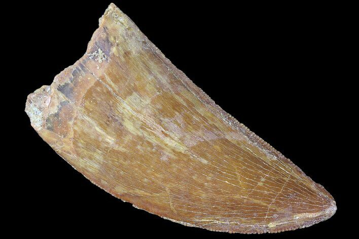 Serrated, Carcharodontosaurus Tooth - Beautiful Enamel #85787